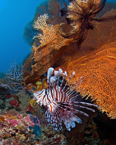 "Lionfish"
in its habitat at marine sanctuary, Moalboal,... by Henry Jager 